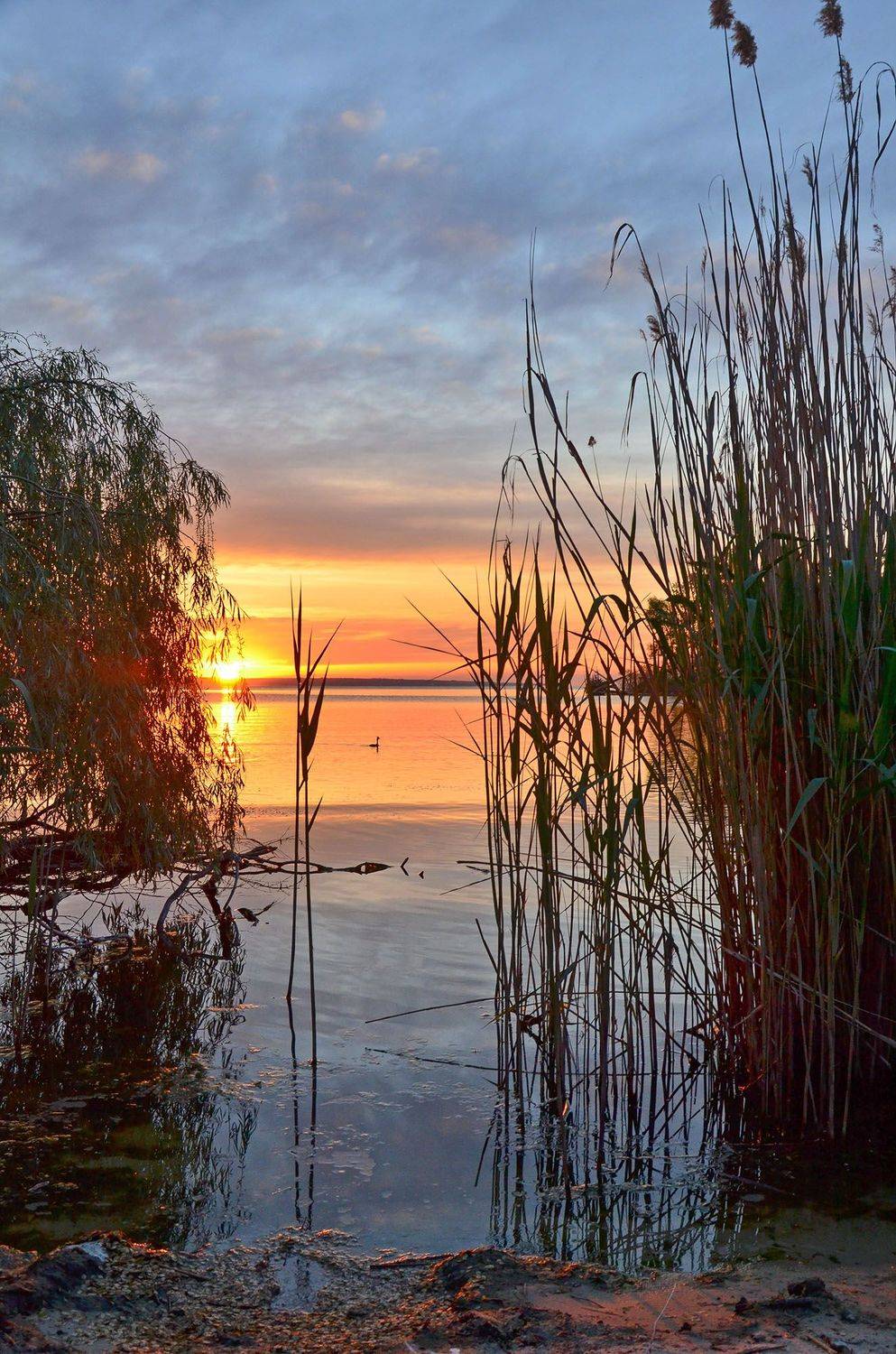 утро, рассвет, восход, весна, май, чомга, Валерий Наумов