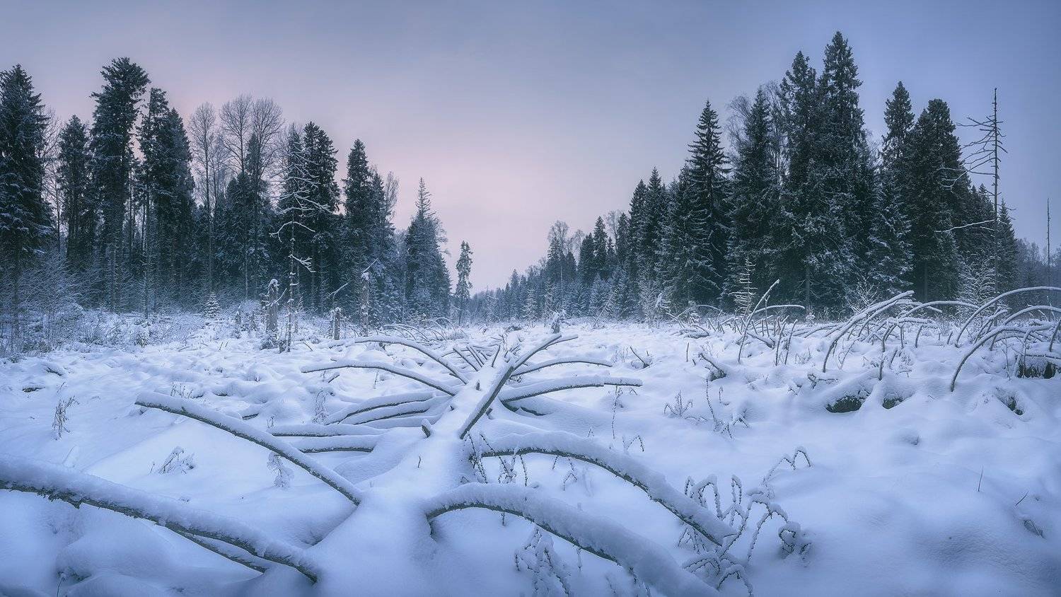 , Антон Кононов