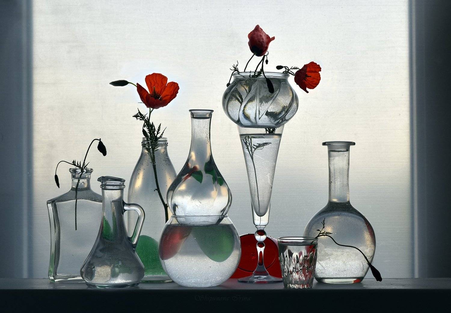 , Шипунова Ирина