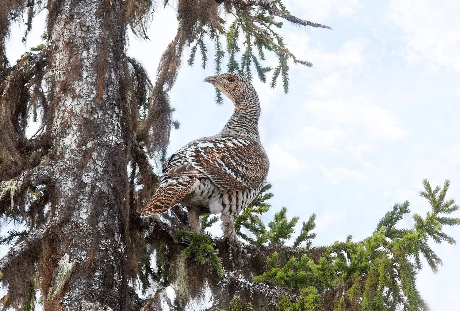 копалуха, самка глухаря,глухарка,север,весна,природа,коми,анималистика,кенон,фотоохота,kapalua, the female of grouse,glukharka,north,spring,nature,komi,animal,canon,wildlife photography,, Игорь Триер