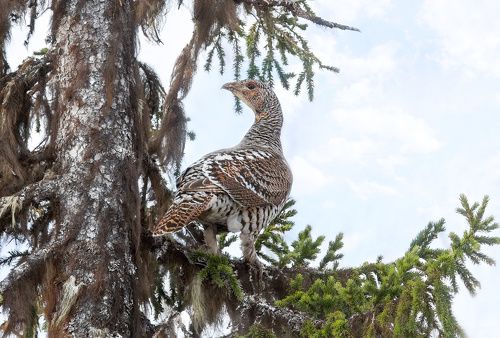 Глухарочка