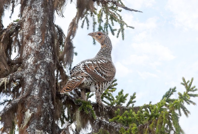 копалуха, самка глухаря,глухарка,север,весна,природа,коми,анималистика,кенон,фотоохота,kapalua, the female of grouse,glukharka,north,spring,nature,komi,animal,canon,wildlife photography, Глухарочка фото превью