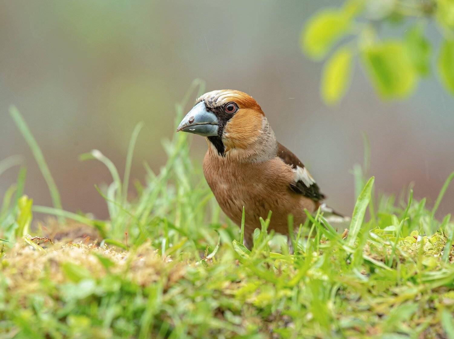 птицы,природа, весна, Андрей Киселёв