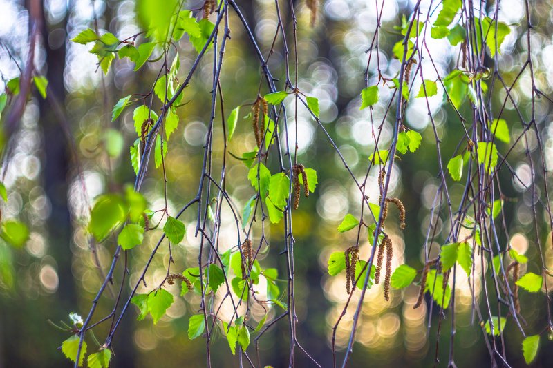 май, листья, весна, берёза  фото превью