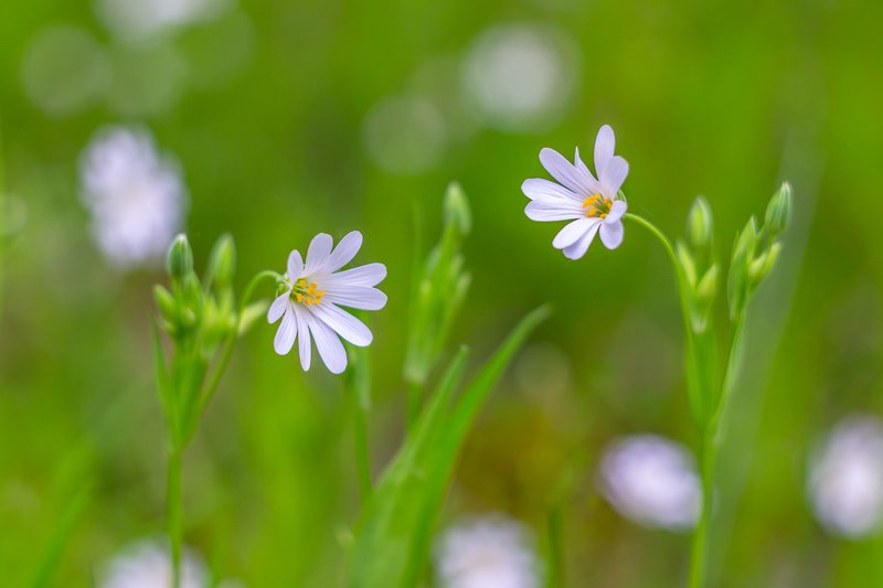 цветы, весна  фото превью