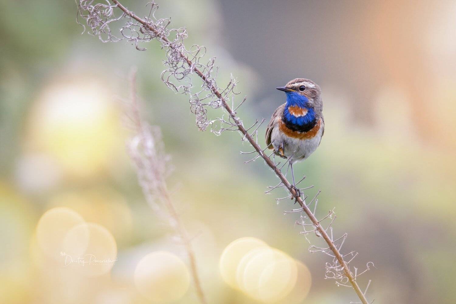 природа, лес, животные, птицы, Дмитрий Посевич