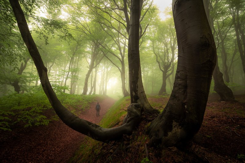 landscape, nature, forest, fog, mist, spring, tree, trees, person, czech republic, woodland In the forest of ghosts фото превью