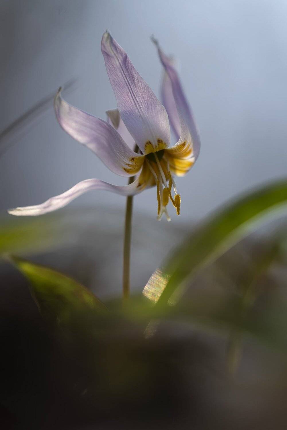 природа, растения, макро, цветы, кандык, кандык кавказский, Александр Земляной