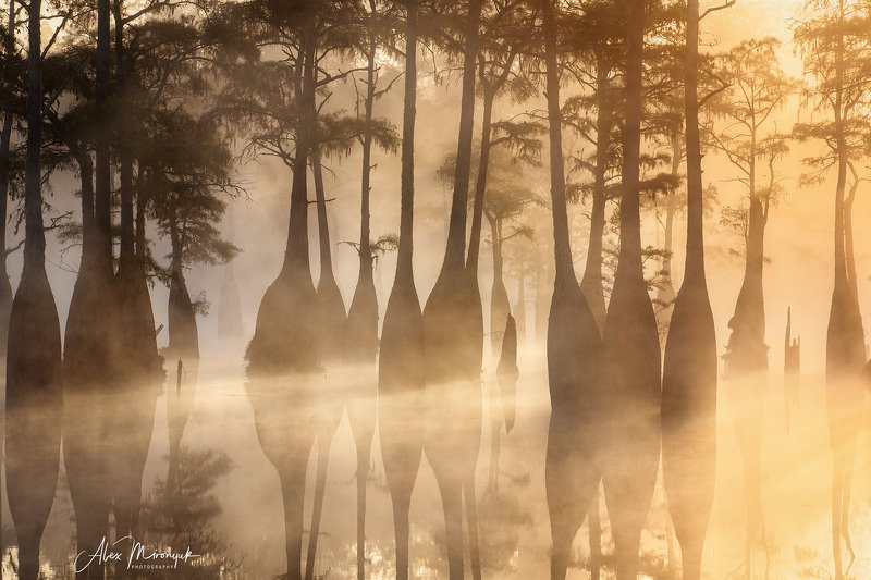 кипарис, болото, озеро, отражение, вода, туман, утро, осень, фото-тур, США Золотые Кипарисы фото превью