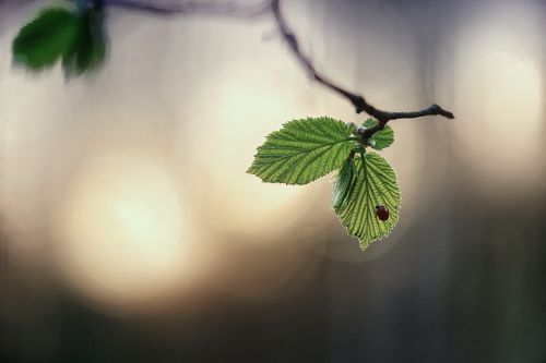 Взаимность