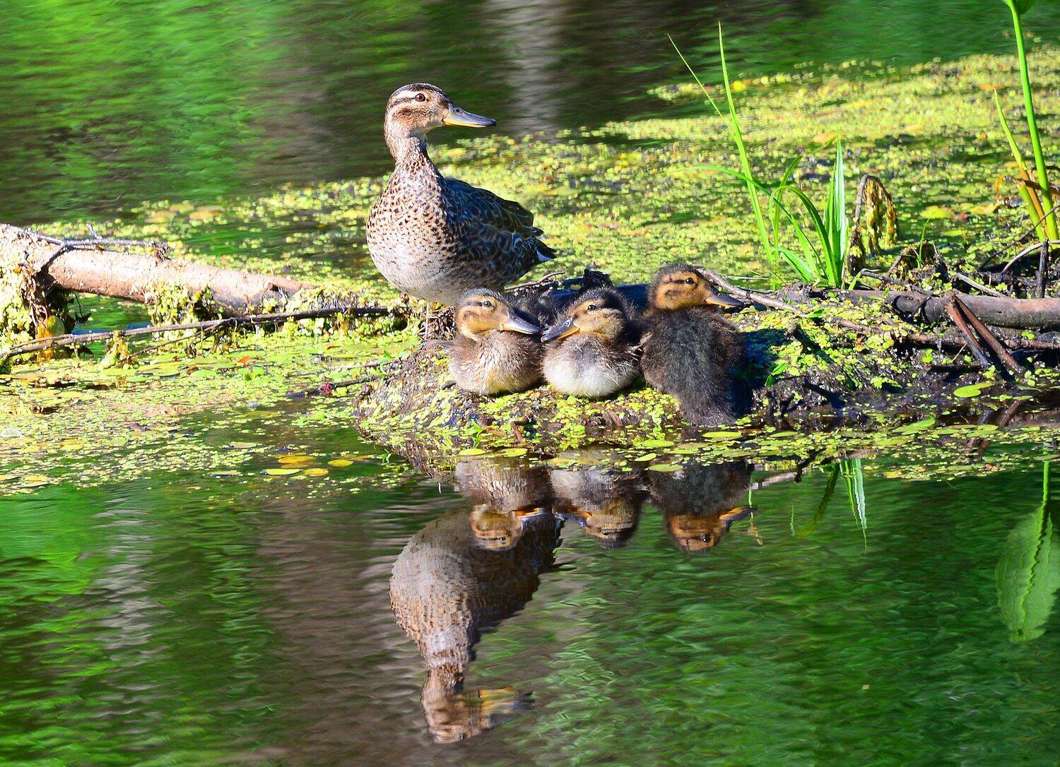 , Михаил Белоусов