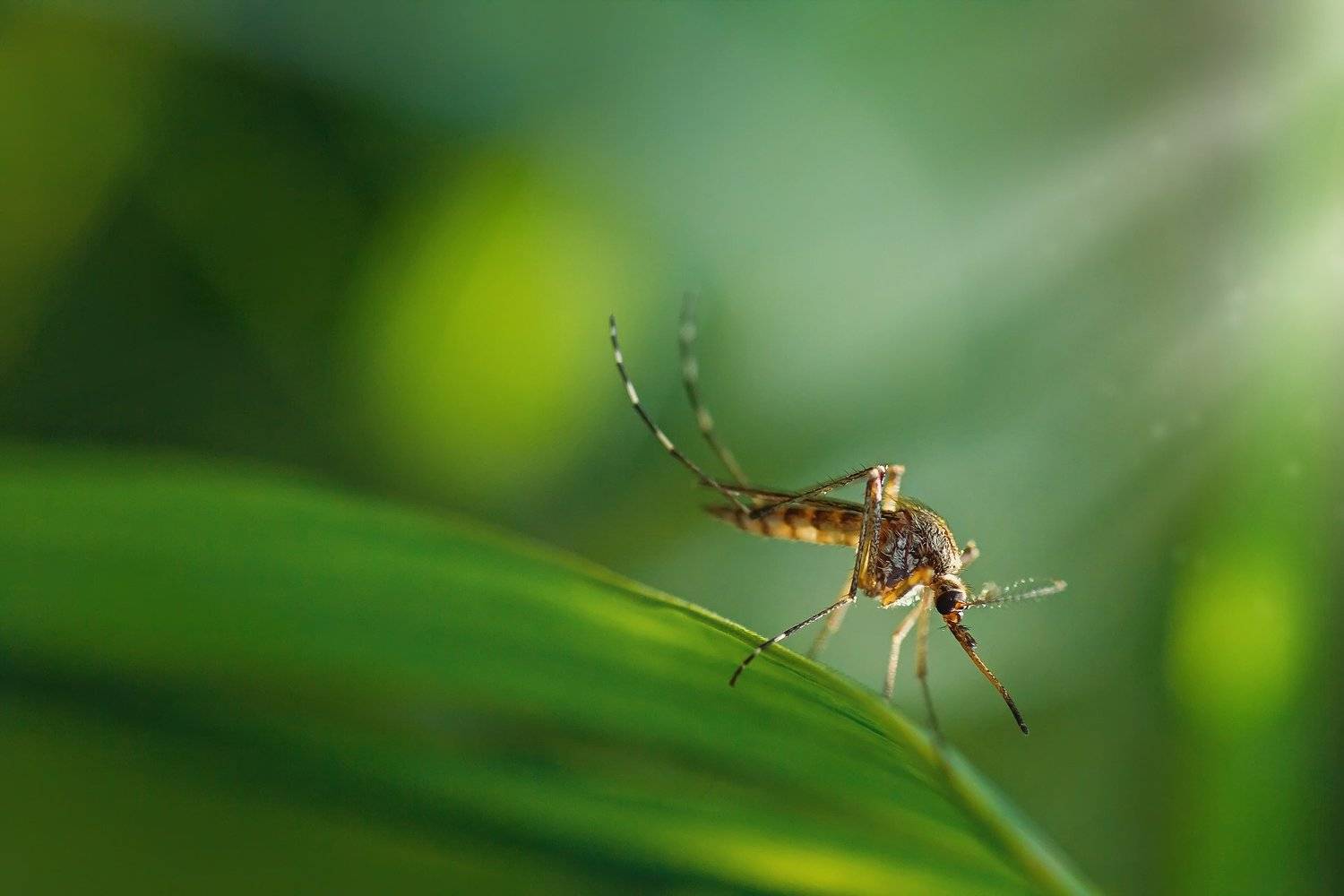 трава,свет,лес,деревья,облака,ветки,цветы,поле,небо, Юрий Котов