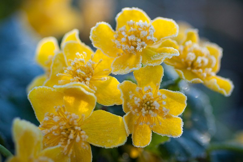 hoarfrost, marsh-marigold, kingcup, Caltha palustris, yellow, green, blossom, flower, spring, morning, Russia, Leningrad Region, Gatchina district, Hoarfrost on blooming marsh calendula (Caltha palustris) / Иней на цветках калужницы (Caltha palustris).  фото превью