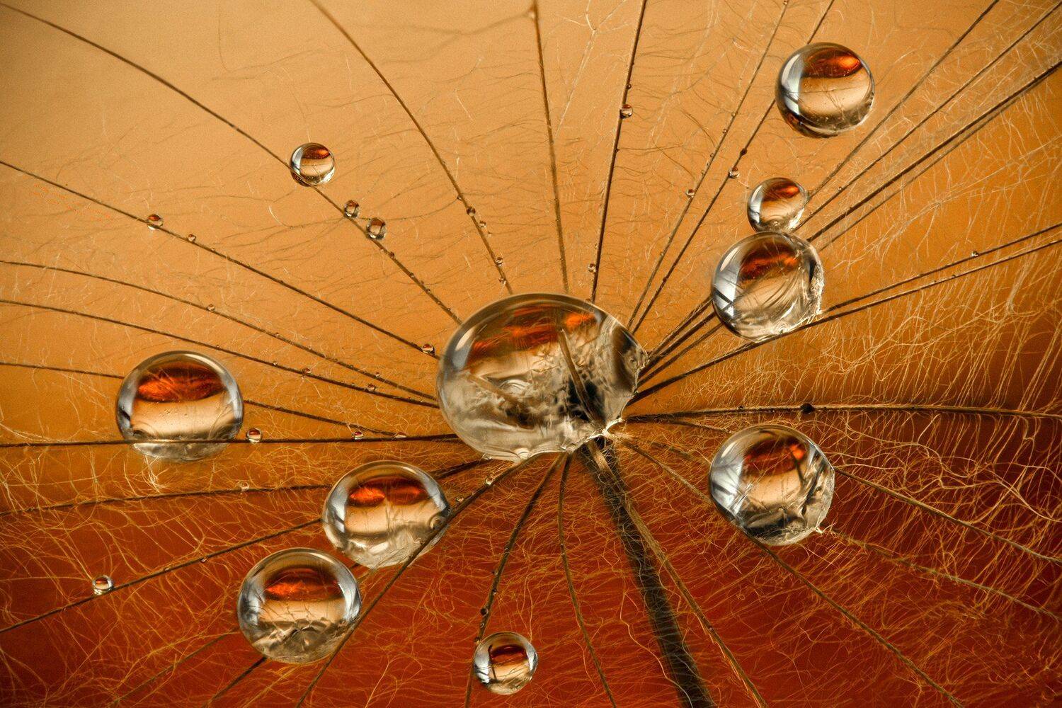 ceclii, macro, nikon d3400, Tsvetan Ganev