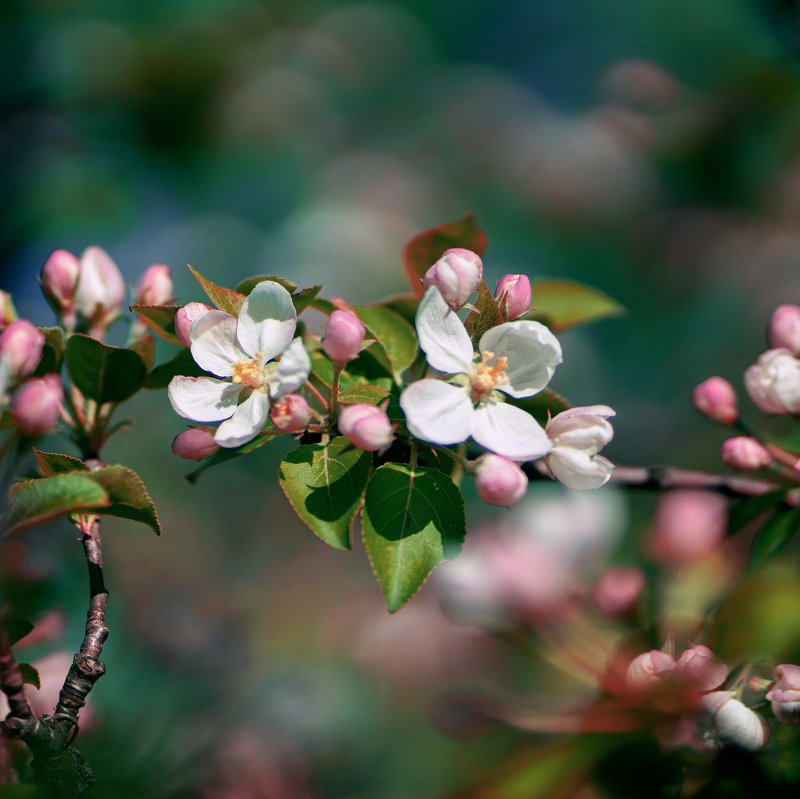 цветы, весна *** фото превью