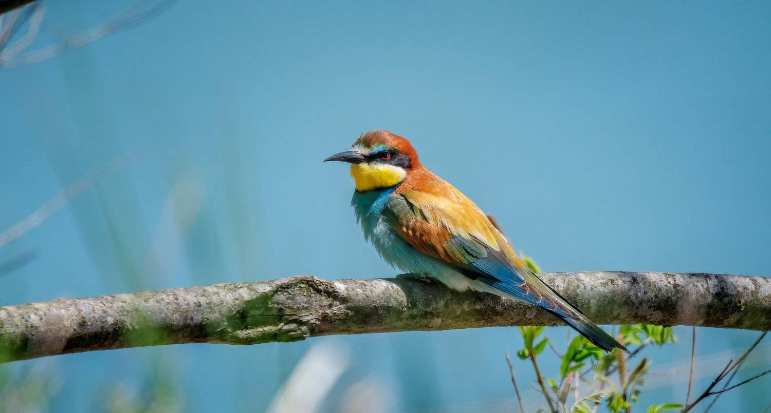 , Alexander Plekhanov