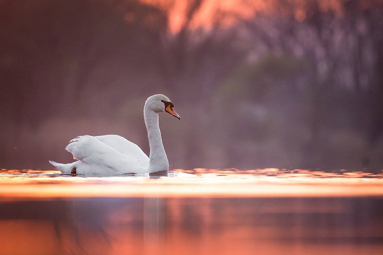 Swan. Автор: Robert Adamec , Robert Adamec