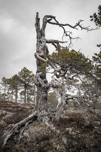 Twisted, partly dead, bent and straight