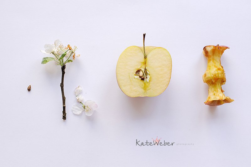 apple, seed, blossom, fruit Evolution фото превью