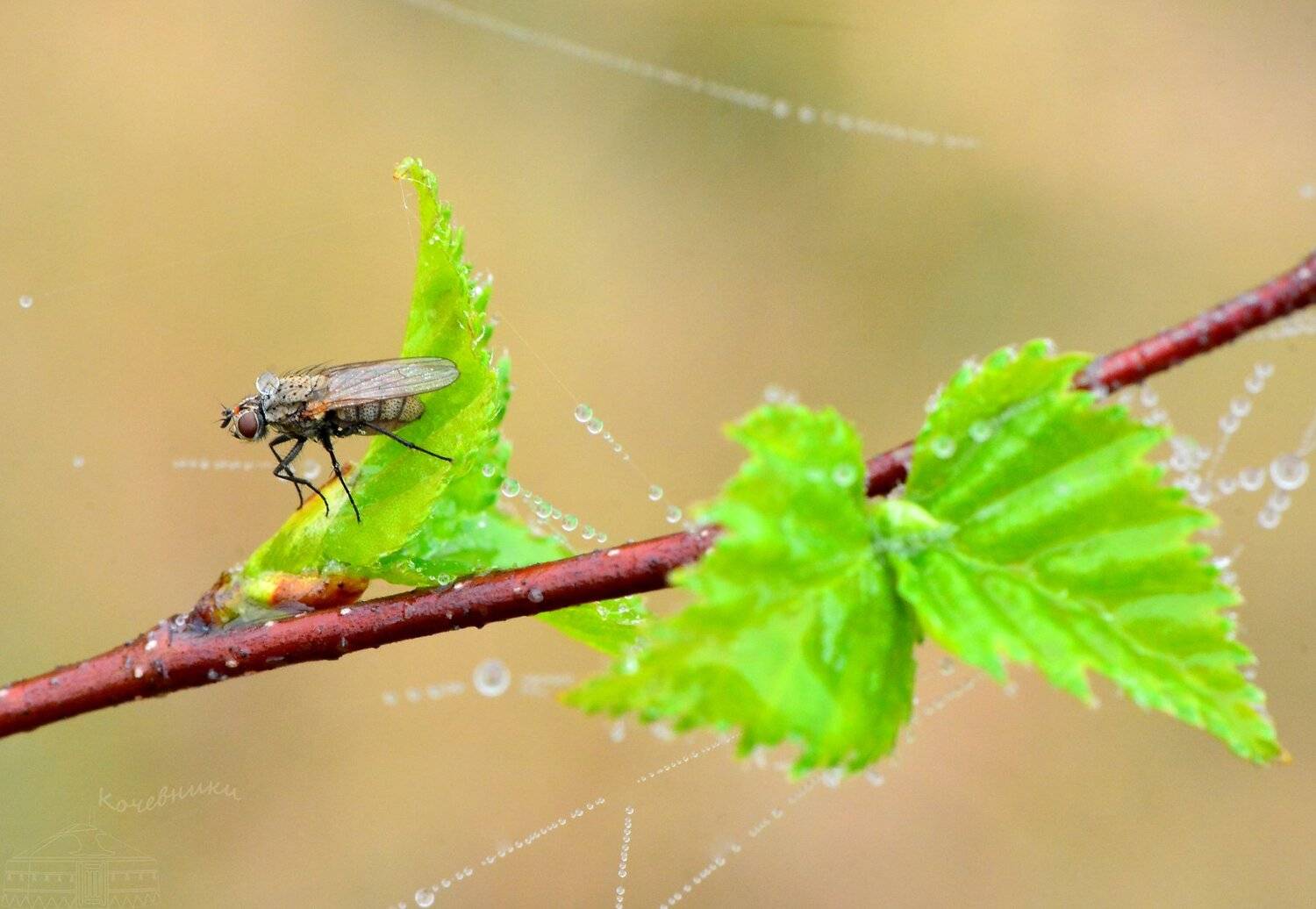 макросъемка, насекомые, весна, Юлия Абрамова