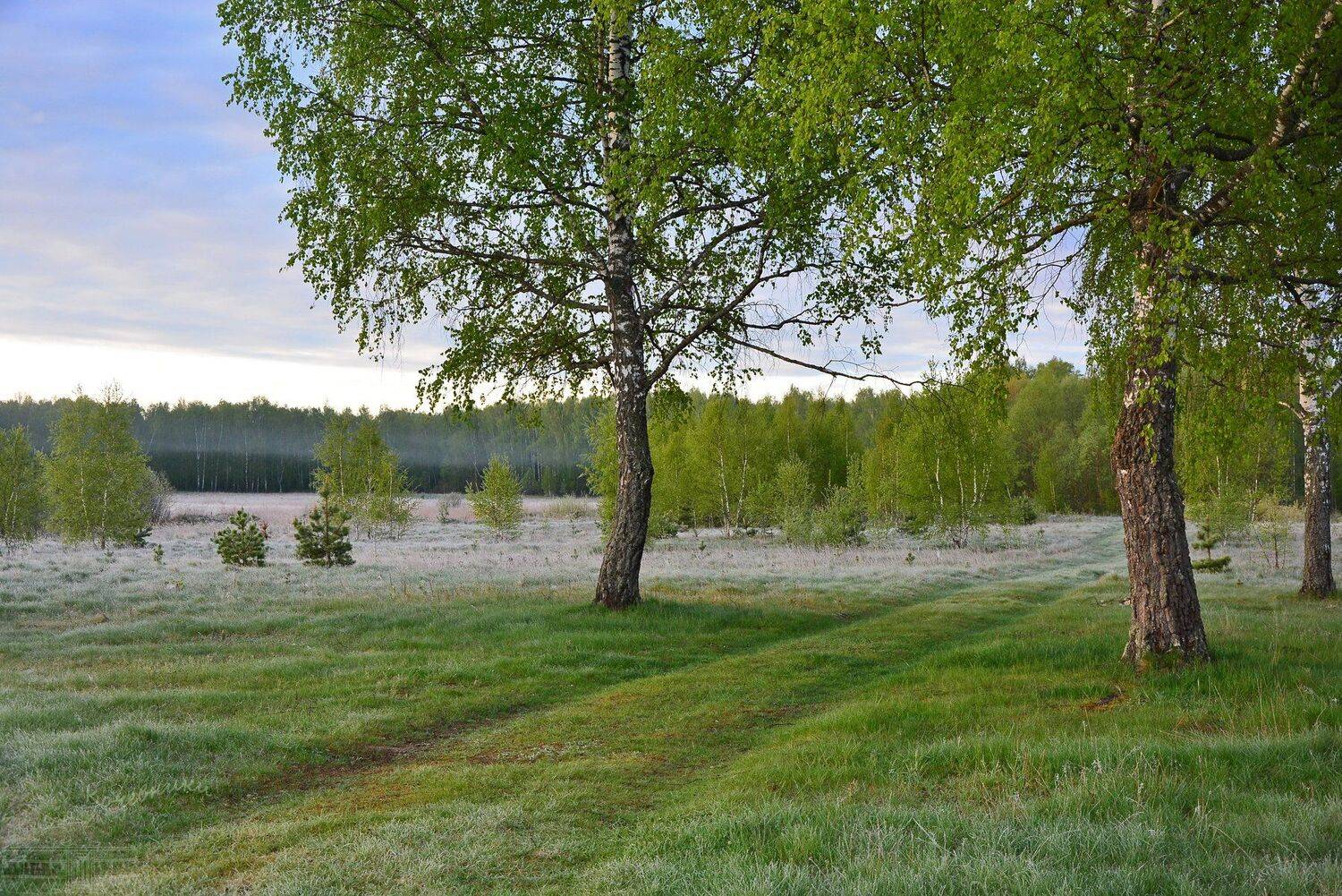 пейзаж, туман, рассвет, деревня, березы, Юлия Абрамова