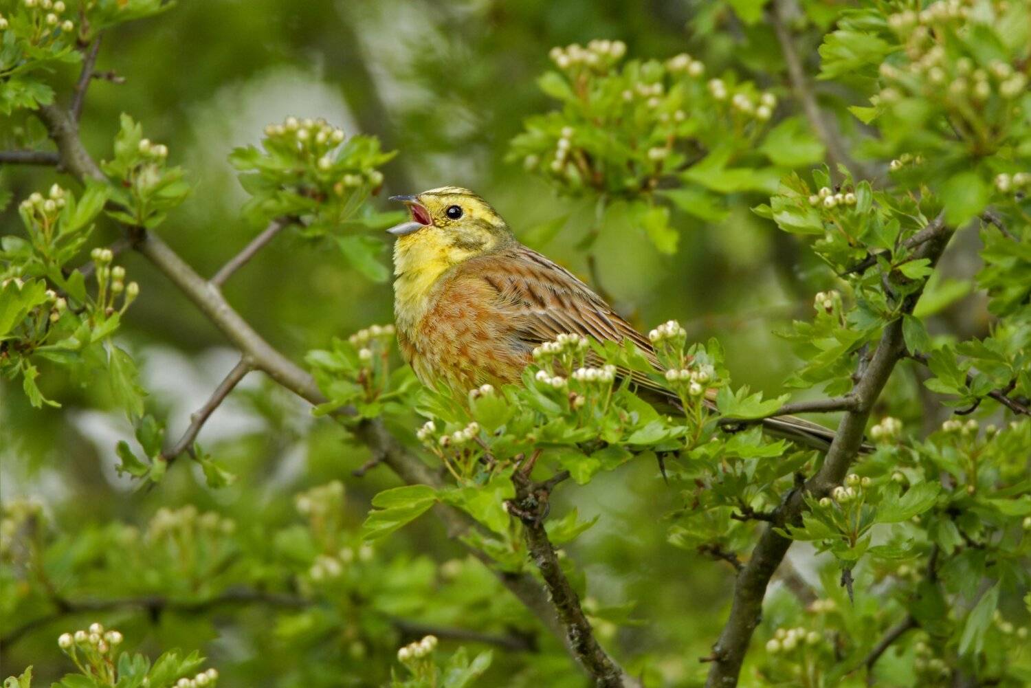 , Александр Гусар