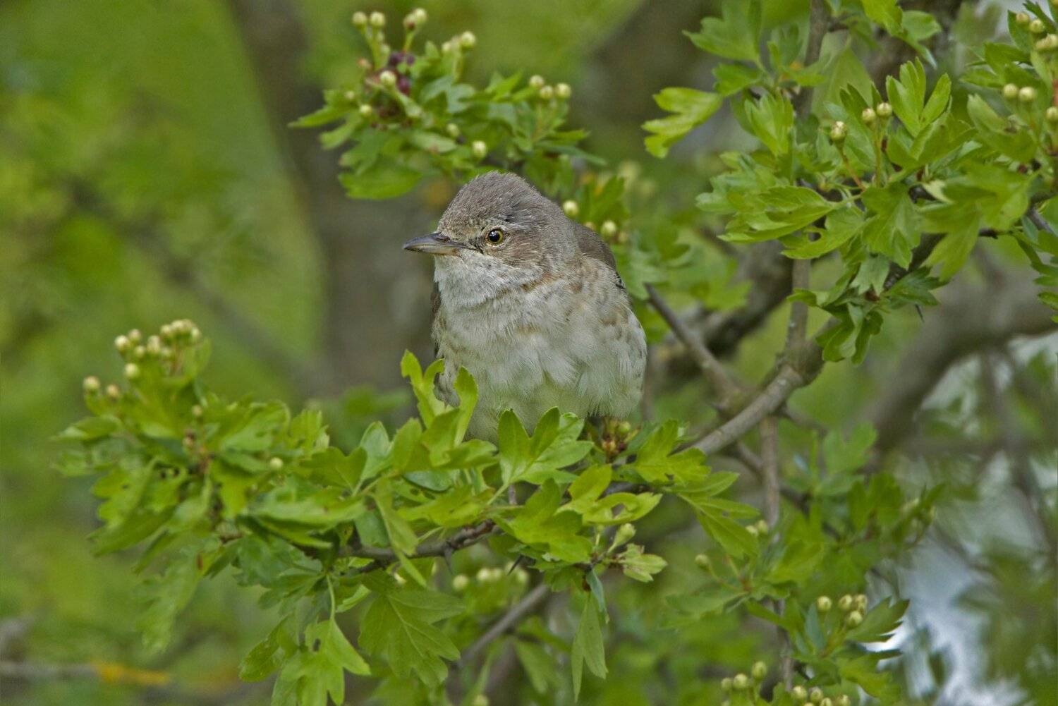 , Александр Гусар