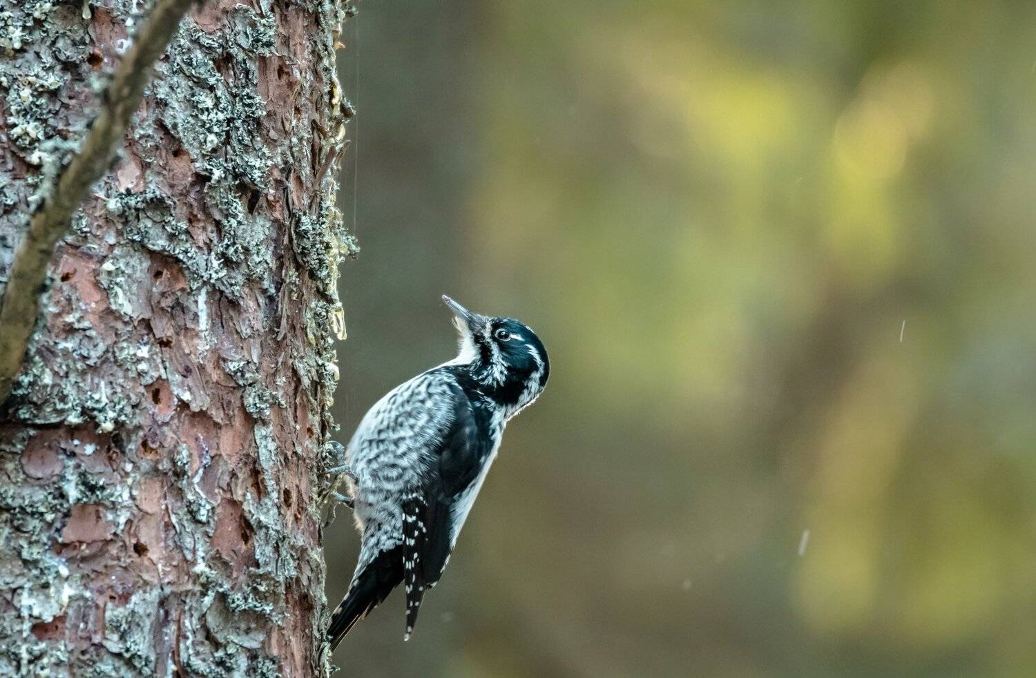 самка дятла, трёхпалый дятел, желтоголовый дятел, еловый лес, Одинцовский район, редкий дятел, зелёный, чёрно-белая птица, птица в лесу, Picoides tridactylus, Ксения Соварцева