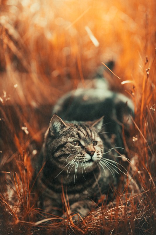 Шустрик фото превью