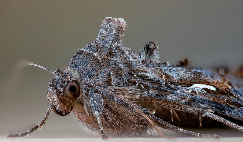 Металловидка-гамма фото превью