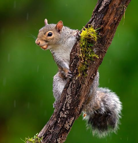 Gray squirrel - Каролинская белка