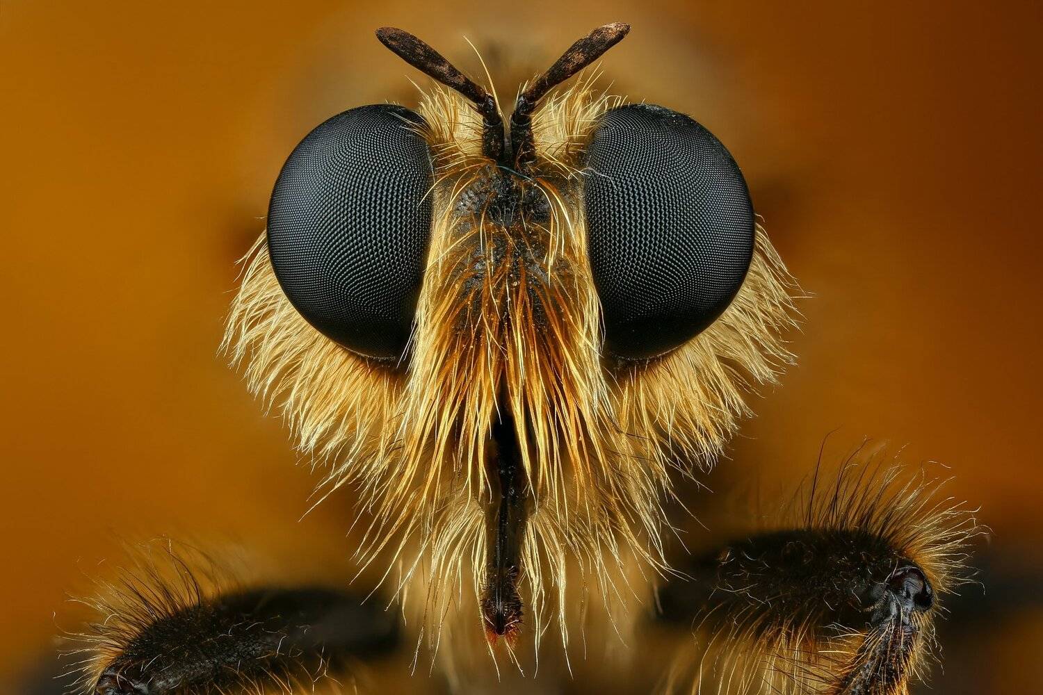 макро,природа,усы,цвет,портрет,коричневый,глаза,муха, Андрей Шаповалов