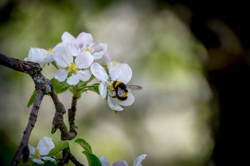 Цветение яблони Сиверса