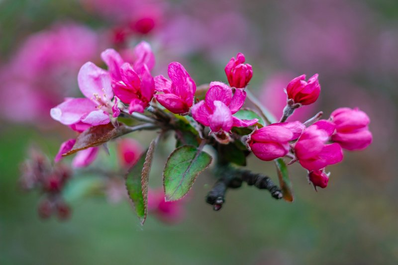 цветы, весна  фото превью