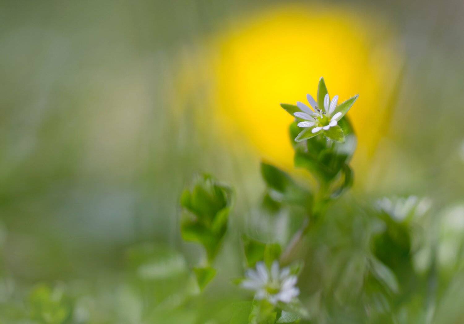 Цветок, Чепленко Алексей