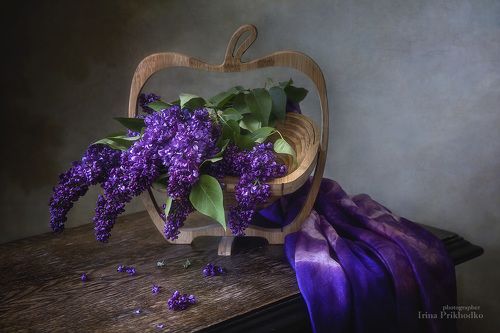 Одинокая ветка сирени...