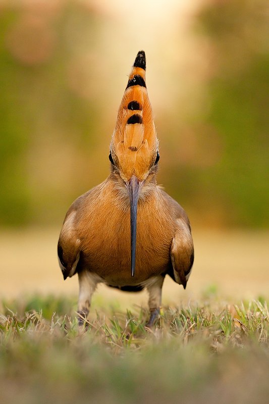 удод фото превью