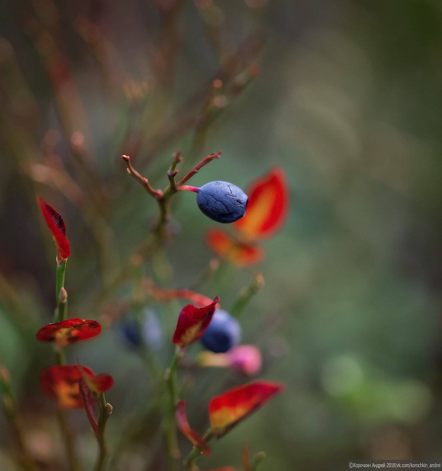 , Андрей Корочкин