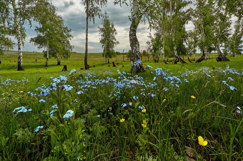 южный урал,оренбургская область, орск, новотроицк, Незабудковая!!! фото превью