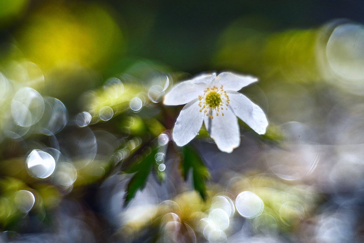 macro, bokeh, vintage lens, nature, abstract, flowers, anemone, flora, Sylwia Grabinska