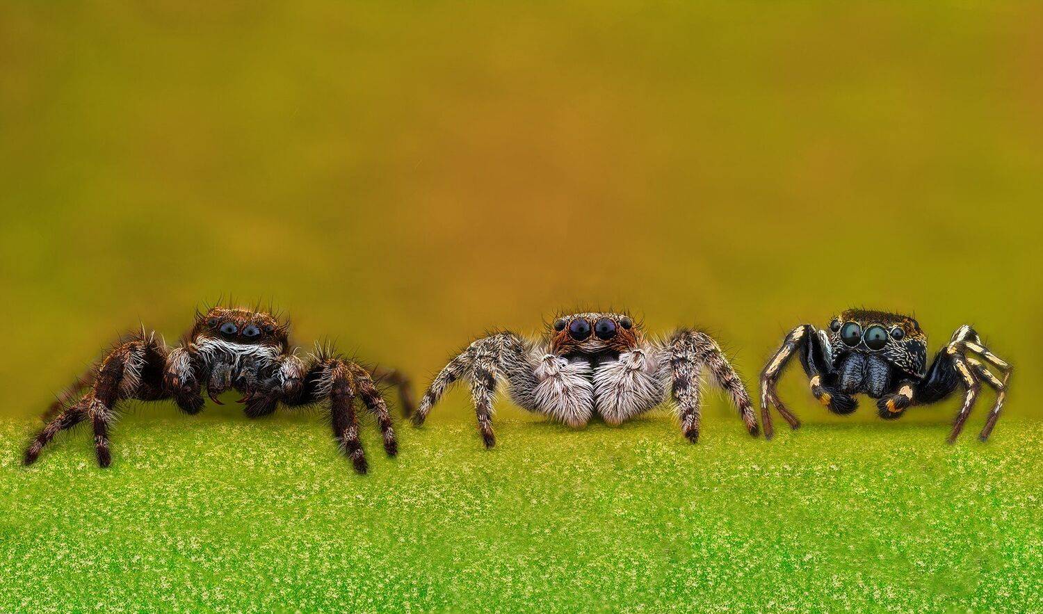 ceclii, macro, nikon d3400, Tsvetan Ganev