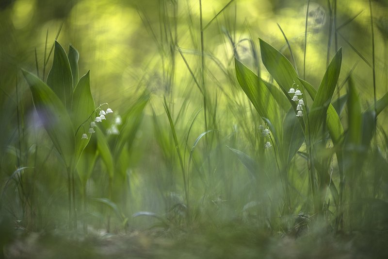 Перезвоны... фото превью