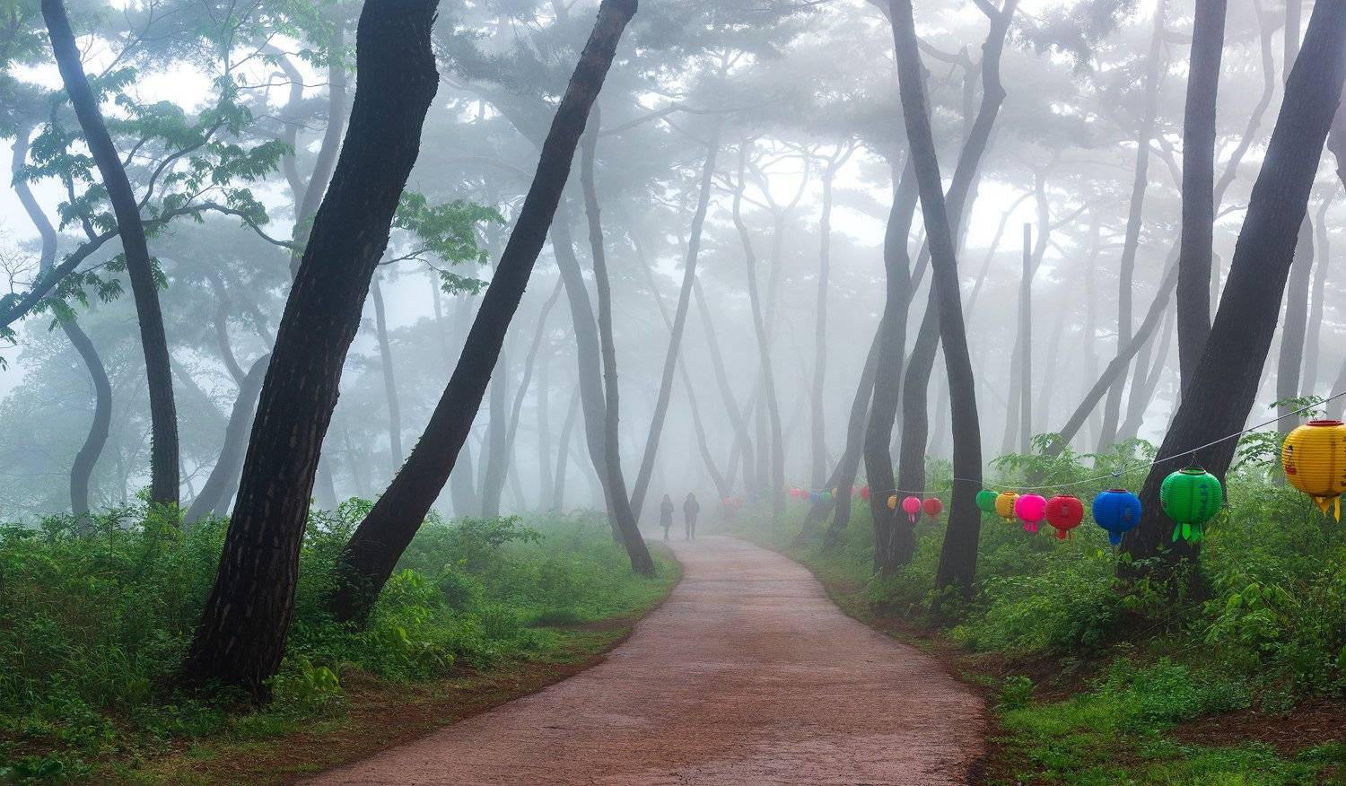 spring, forest, place, korea, pine, korea, Jaeyoun Ryu