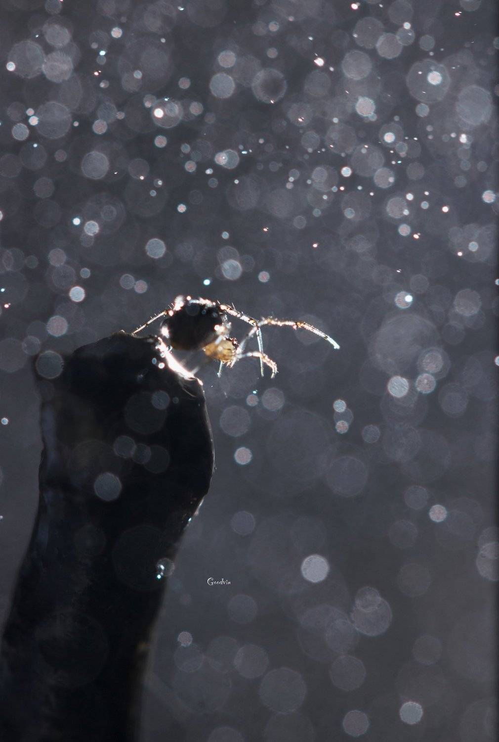 паук, боке, лес, природа, красота, макро, forest, wildlife, forest, spider, bokeh, beautiful, macro world, Людмила Гудина