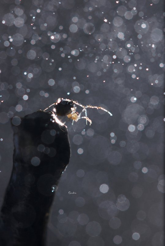 паук, боке, лес, природа, красота, макро, forest, wildlife, forest, spider, bokeh, beautiful, macro world Дирижёр фото превью