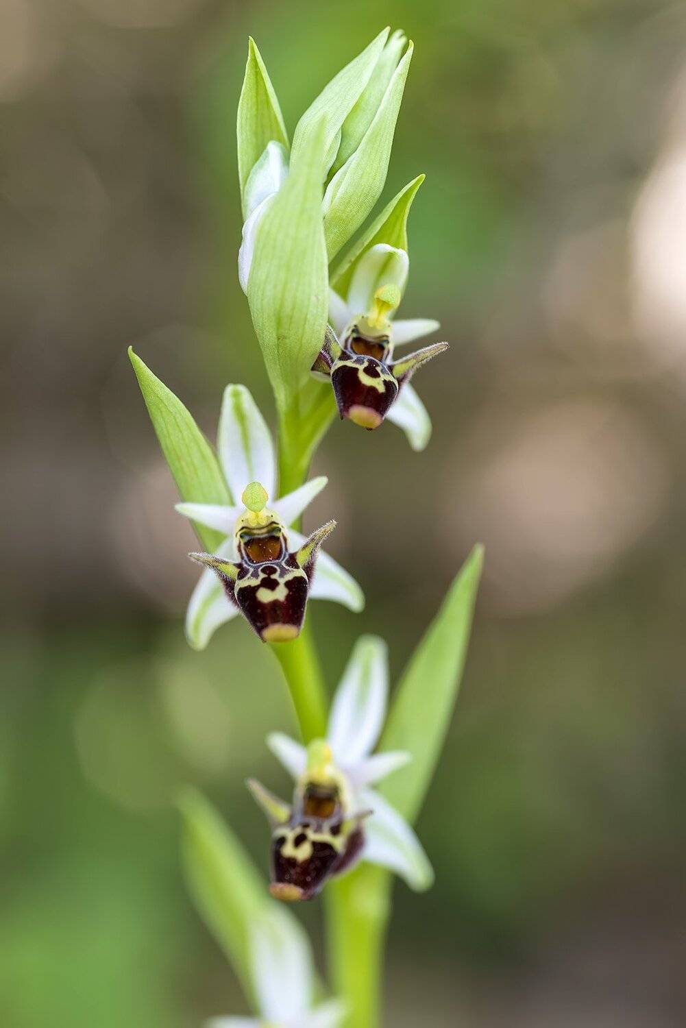 природа, макро, растения, краснокнижные, орхидные, офрис пчелоносная, Александр Земляной