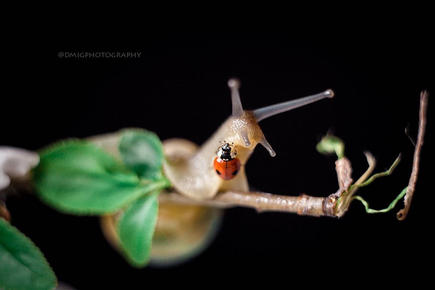 улитка, макро, макромир, природа, весна, фон, цвет, божьякоровка, жизнь, Дмитрий Гусалов