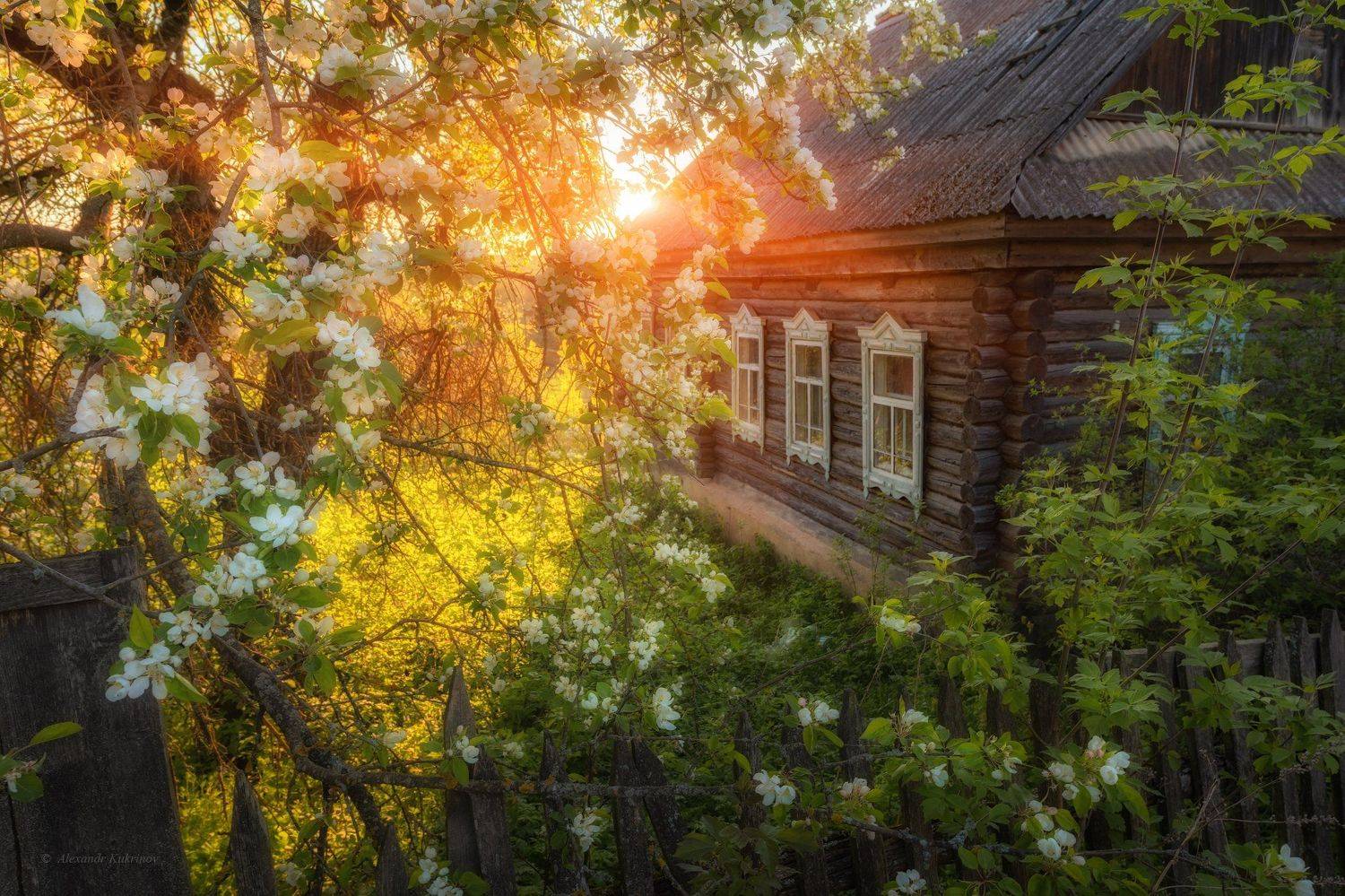 закат, вечер, яблоня, деревня, Александр Кукринов