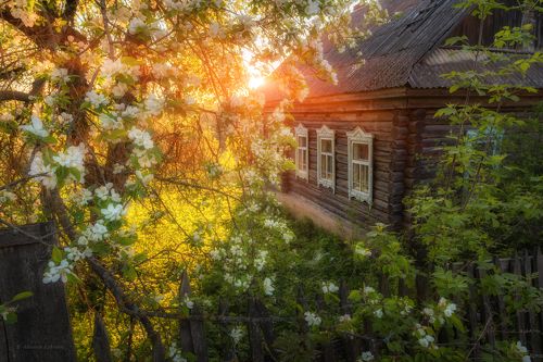 Когда яблони цветут...