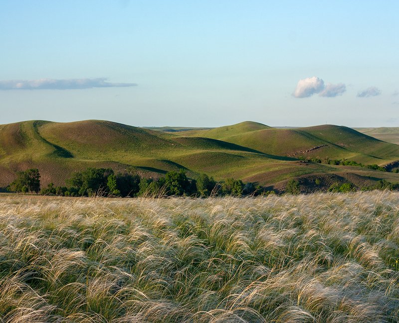 #ProFeatherGrass фото превью